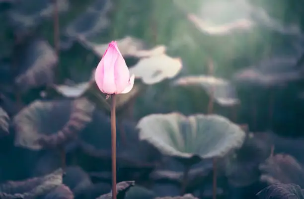 The bud of a lotus flower.Background is the lotus leaf and lotus flower and lotus bud and tree.Shooting location is the Sankeien in Yokohama, Kanagawa Prefecture Japan.