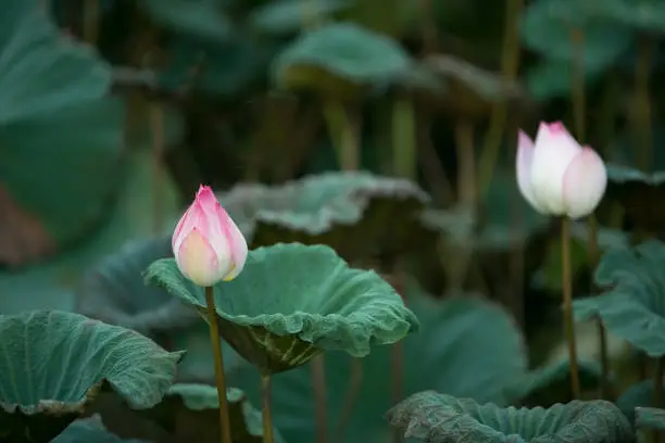 The bud of a lotus flower.Background is the lotus leaf and lotus flower and lotus bud and tree.Shooting location is the Sankeien in Yokohama, Kanagawa Prefecture Japan.