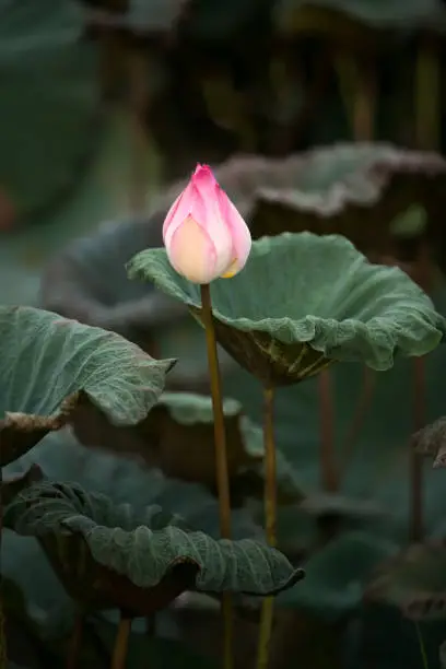 The bud of a lotus flower.Background is the lotus leaf and lotus flower and lotus bud and tree.Shooting location is the Sankeien in Yokohama, Kanagawa Prefecture Japan.