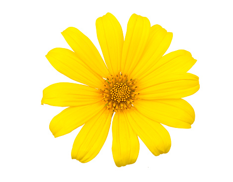 Mexican sunflower isolated on white background