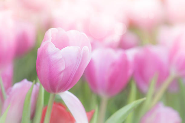 istock Group of pink tulips in the park  . Spring blurred background postcard 1044643268