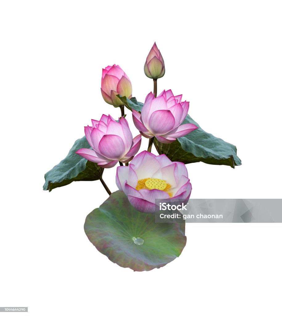 Lotus flowers and leaves isolated on white background.. Design for natural cosmetics, health care and ayurveda products, yoga center. Abstract Stock Photo