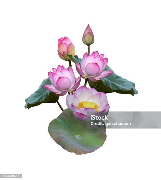Lotus Flowers And Leaves Isolated On White Background Design For Natural Cosmetics Health Care And Ayurveda Products Yoga Center Stock Photo - Download Image Now