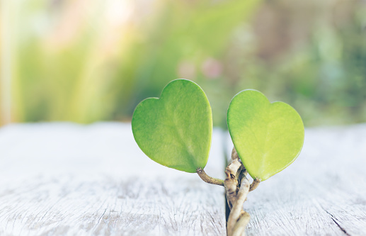 Valentine heart green leaf on wooden background. Valentine's day concept Holiday. copy space.