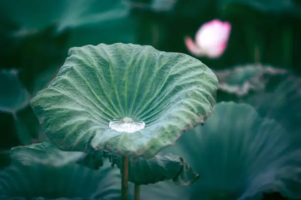 The bud of a lotus flower.Background is the lotus leaf and lotus flower and lotus bud and tree.Shooting location is the Sankeien in Yokohama, Kanagawa Prefecture Japan.