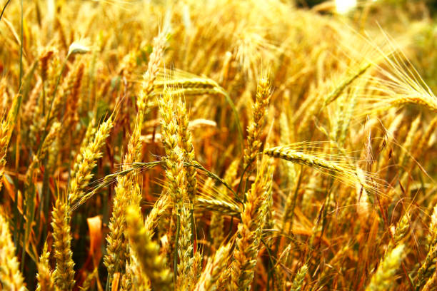 istock Golden ears on the summer field before harvest 1044654410
