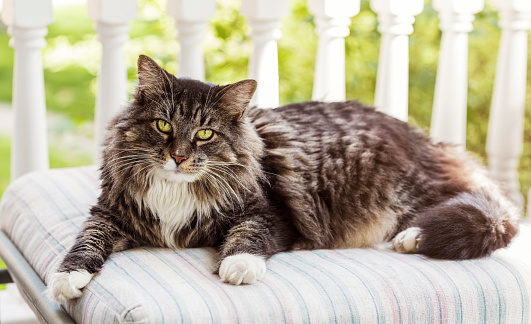 cat relaxing on a pillow on a porch