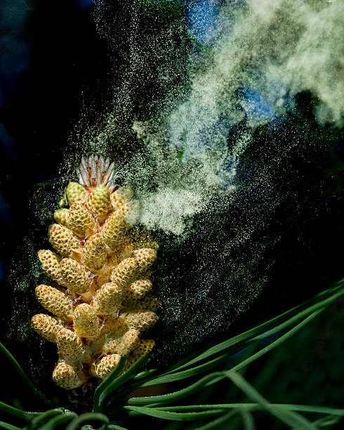 New pine cones forming on invasive wilding pine trees on a hillside in New Zealand