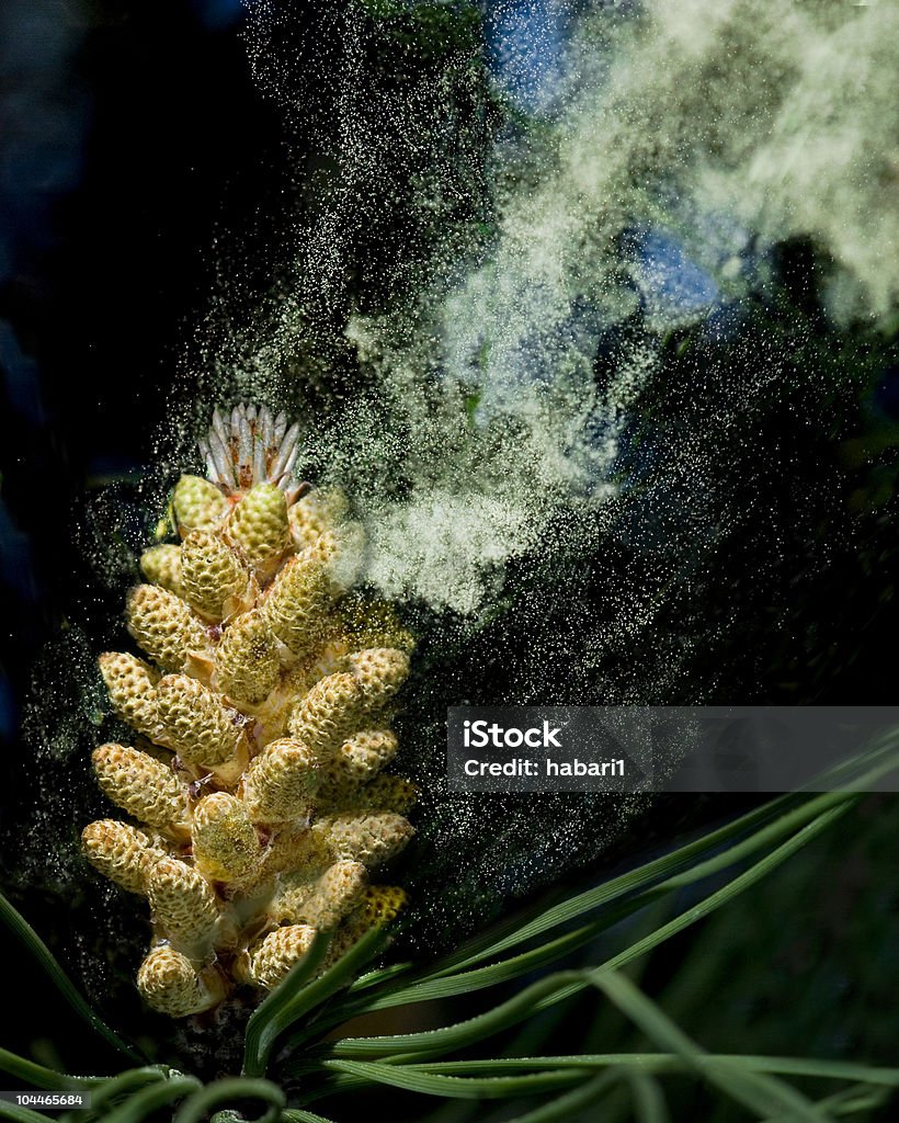 Allergy causadoras de pólen de male cones de guarda-chuva de pinheiros. - Foto de stock de Pólen royalty-free