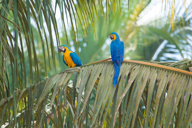 istock Blue and yellow macaw in palm tree, Brazil 1044657222