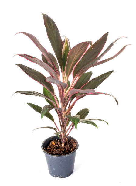 cordyline potted plant cordyline potted plant in front of white background cordyline fruticosa stock pictures, royalty-free photos & images