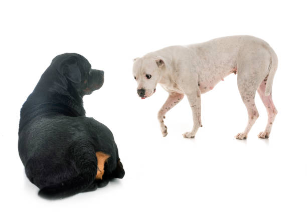 istock argentinian dog and rottweiler 1044657886