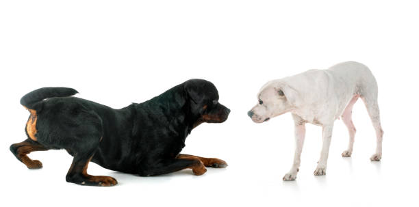 istock argentinian dog and rottweiler 1044657898