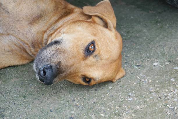 istock cute dog on the ground 1044657906