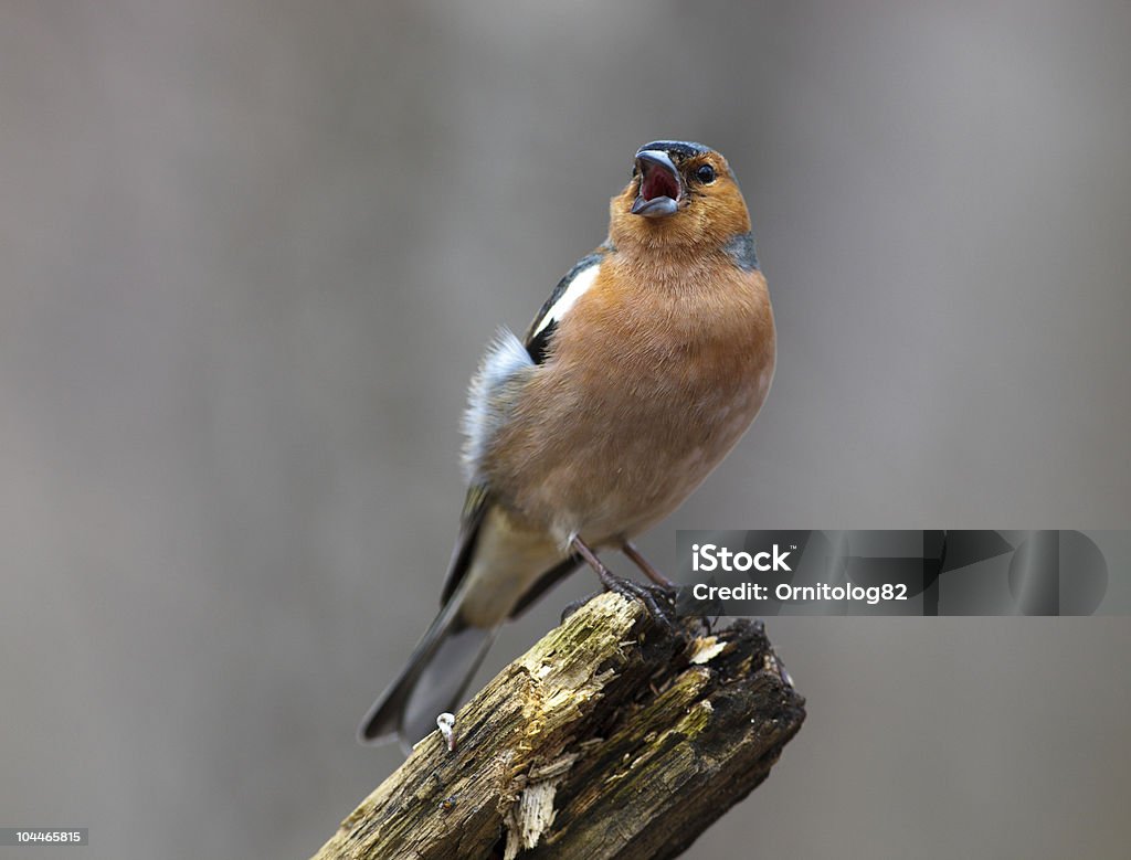 Pinzón vulgar (Fringilla coelebs), macho - Foto de stock de Canción de pájaro libre de derechos