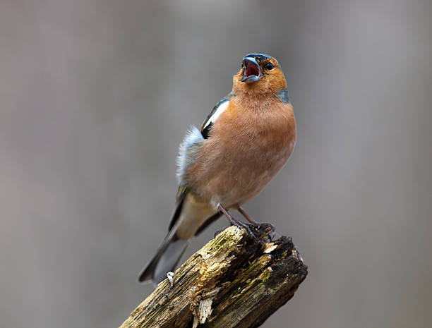 fringuello comune (fringilla coelebs), maschio - bird warbler birdsong singing foto e immagini stock