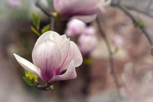istock Close-up view of pink blooming magnolia. 1044660070