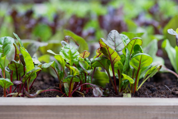 Isolated Fresh Swiss Chard Leaf with Vibrant Red Stalk