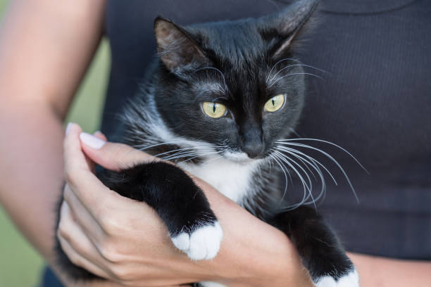 istock portrait black cat. beautiful. in summer. sits on his hands 1044660338