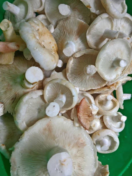 Pile of Fleecy milk-cap Cleaned siberian Lactarius resimus mushrooms ready for being salted traditional Russian style