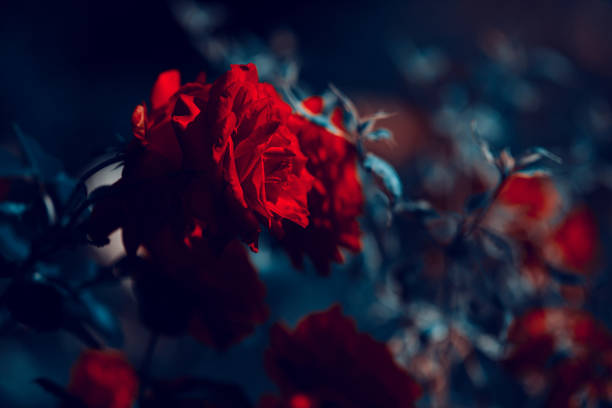 side view of red rose in the garden.