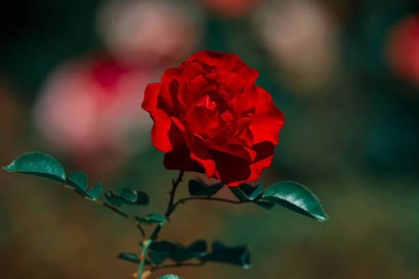 red rose in the garden, selective focus.