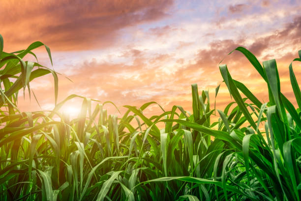 夕暮れ時のサトウキビの葉 - corn corn crop field stem ストックフォトと画像