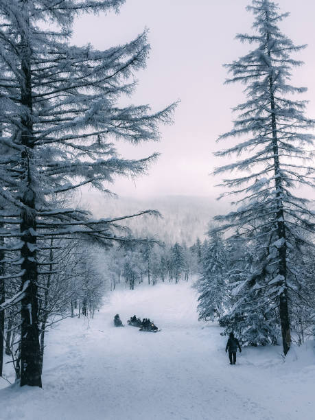istock frozen pine tree on mountain with tourist 1044663686