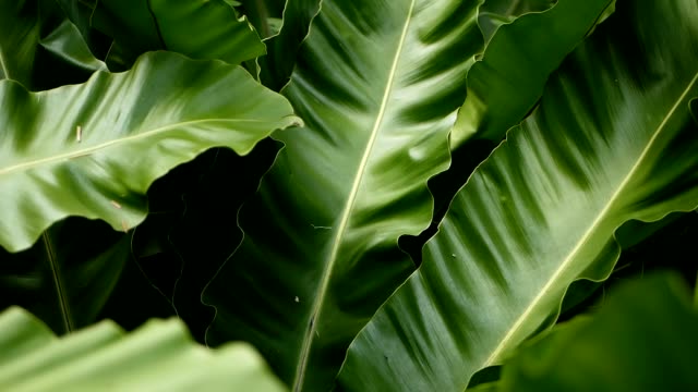 Bird's Nest fern, Asplenium nidus. Wild Paradise rainforest jungle plant as natural floral background. Abstract texture close up of fresh exotic tropical green fresh curly leaves in fantasy dark woods