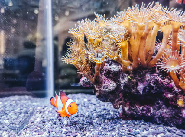 istock Clownfish and coral in fish tank 1044663898
