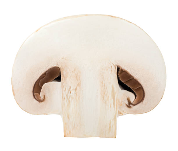 istock mushroom, champignon, isolated on white background, clipping path, full depth of field 1044666214