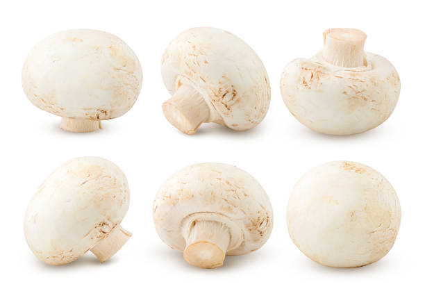 istock mushroom, champignon, isolated on white background, clipping path, full depth of field 1044666248