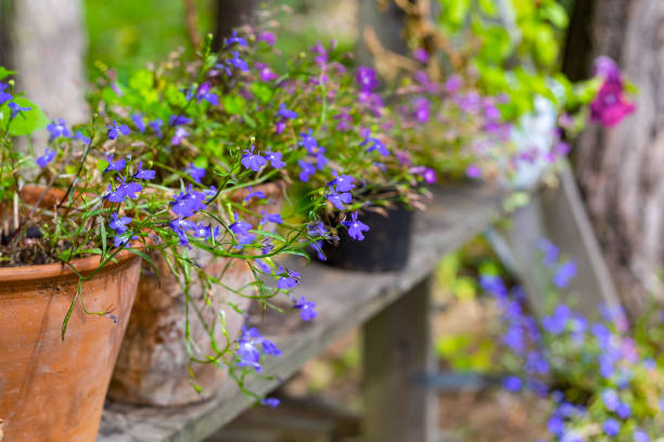 istock Several flowerpots with small blue flowers outdoors 1044666412
