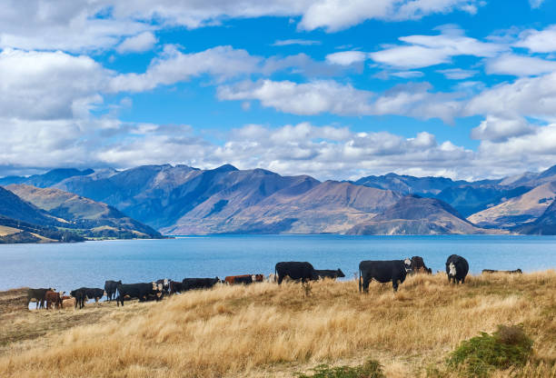 istock Natural Pasturage Ranch, New Zealand 1044667100