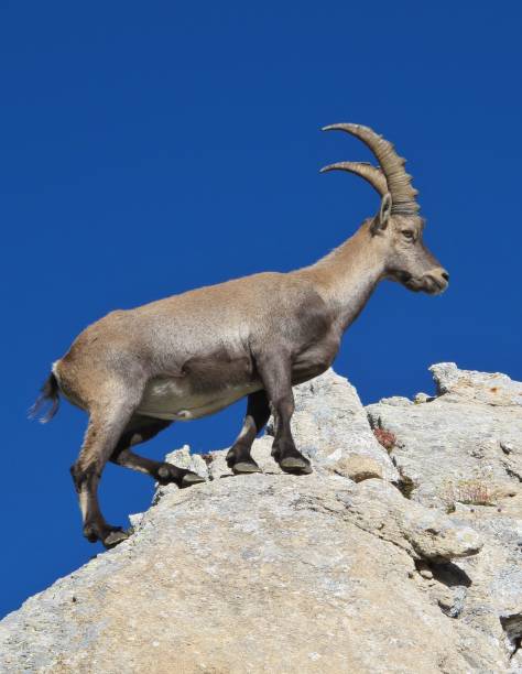 istock Male alpine ibex. 1044672312