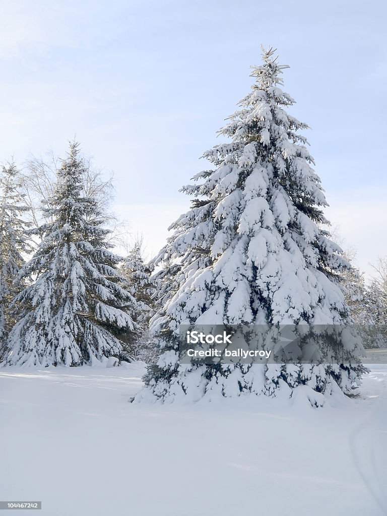 Schneebedeckte Bäume - Lizenzfrei Abgeschiedenheit Stock-Foto