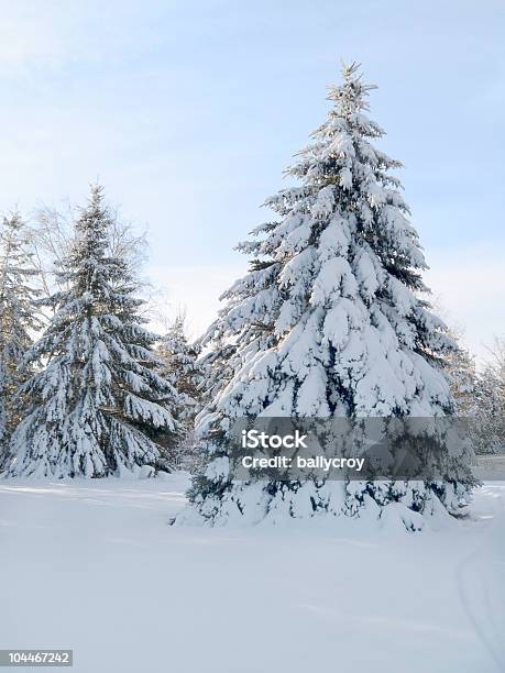 Schneebedeckte Bäume Stockfoto und mehr Bilder von Abgeschiedenheit - Abgeschiedenheit, Baum, Eingefroren