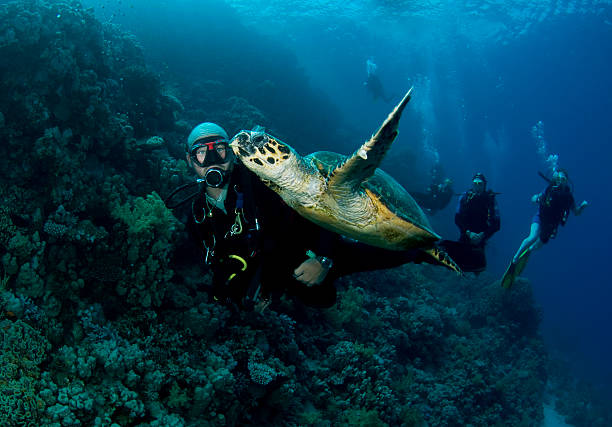 istock scuba diver swims with green turtle 104467735