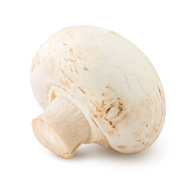 istock mushroom, champignon, isolated on white background, clipping path, full depth of field 1044678660