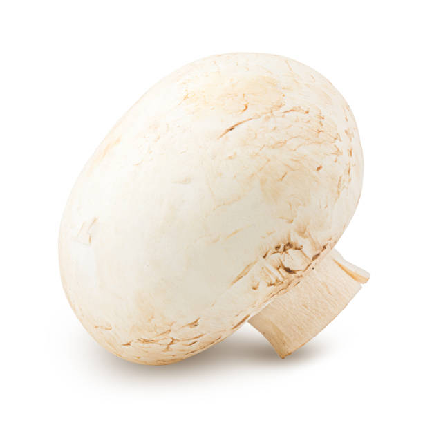 istock mushroom, champignon, isolated on white background, clipping path, full depth of field 1044678778