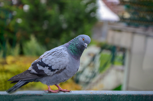 Beautiful pigeon in the park, close up