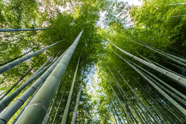 istock Bamboo forest in kyoto, Japan 1044696892