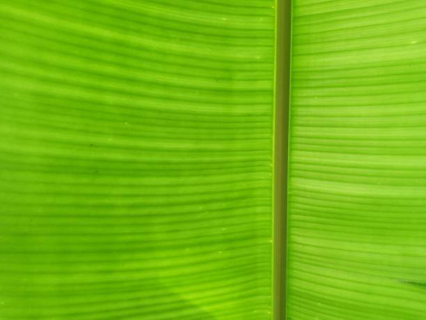 istock green banana leaf with sunlight 1044697400