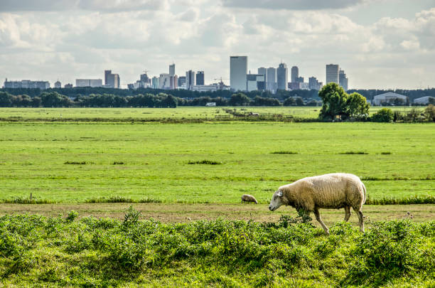 Sheep and the skyline Sheep walking on a dike in a polder just north of Rotterdam, The Netherlands with the city's skyline in the distance netherlands stock pictures, royalty-free photos & images