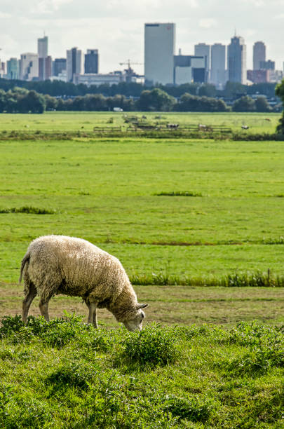 양 및 도시 - sheep grazing vertical photography 뉴스 사진 이미지