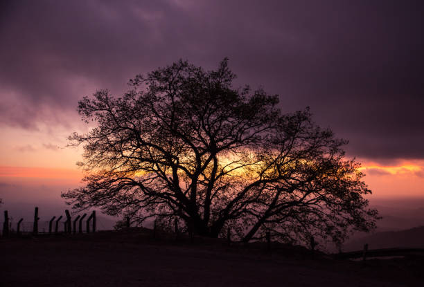 istock Lonely Tree At The Top Of The Mountain At Sunset 1044700126