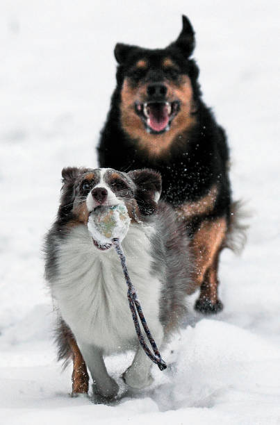 istock Dogs play Ball in the snow 1044700378