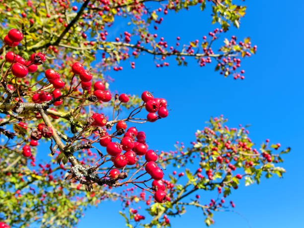 Sutton Park UK Red hawthorn berries against a blue sky in Sutton Park, UK. sutton park stock pictures, royalty-free photos & images