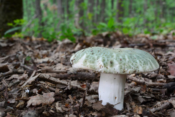 champignon greencracked brittlegill gros plan - virescens photos et images de collection