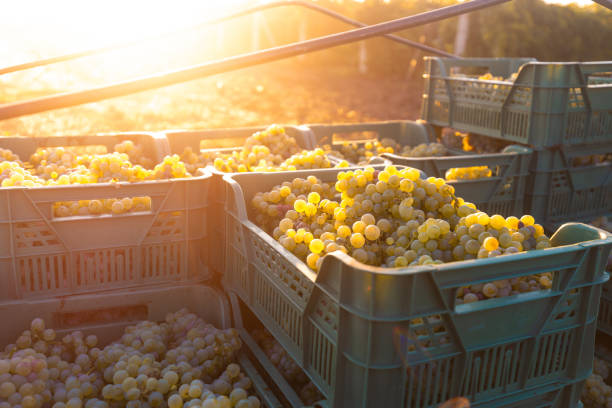 Grape harvesting on vineyards. Early morning with bright sunlight. Boxes full of freshly picked grapes on the truck.